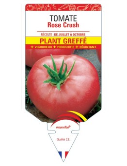 TOMATE ROSE CRUSH PLANT GREFFE