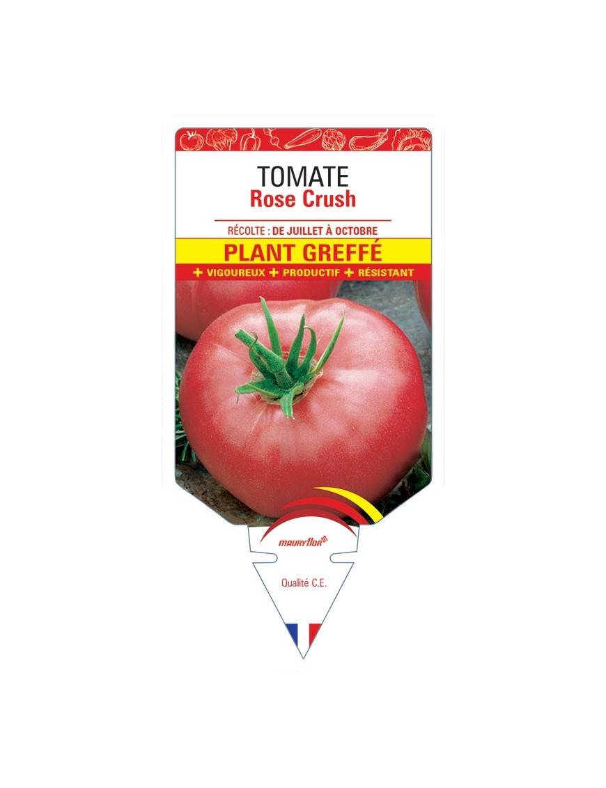 TOMATE ROSE CRUSH PLANT GREFFE