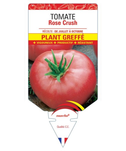 TOMATE ROSE CRUSH PLANT GREFFE