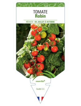 TOMATE ROBIN