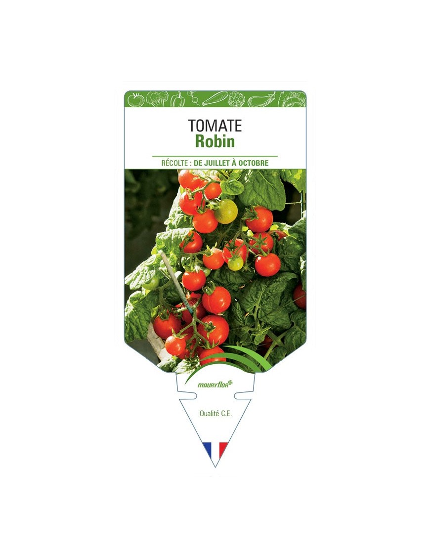 TOMATE ROBIN
