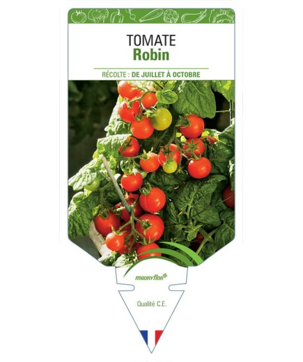 TOMATE ROBIN