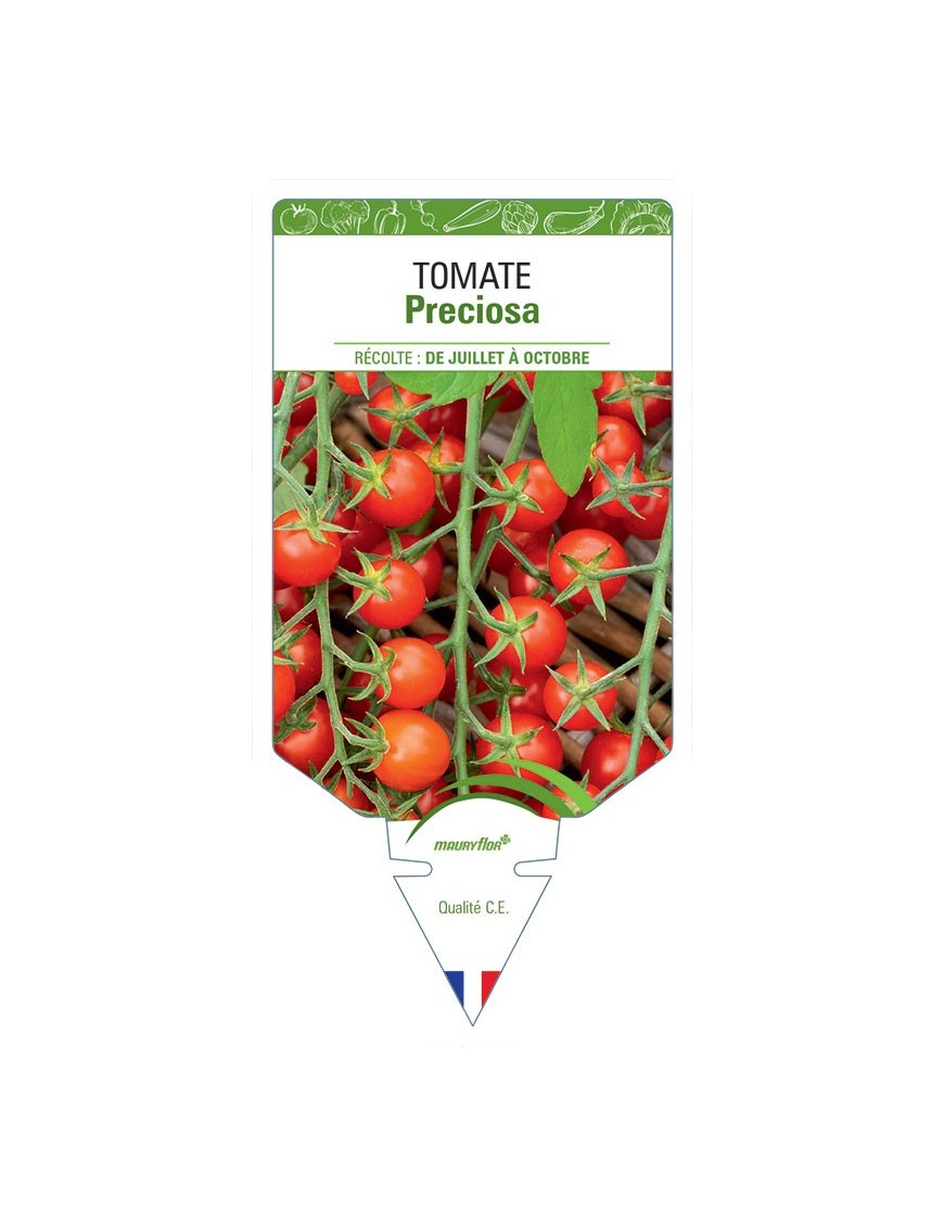 TOMATE PRECIOSA