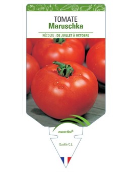 TOMATE MARUSCHKA