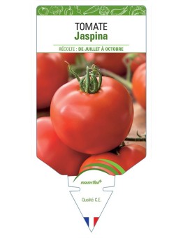 TOMATE JASPINA