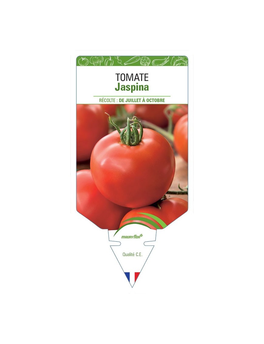 TOMATE JASPINA