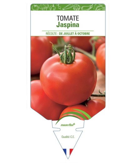 TOMATE JASPINA