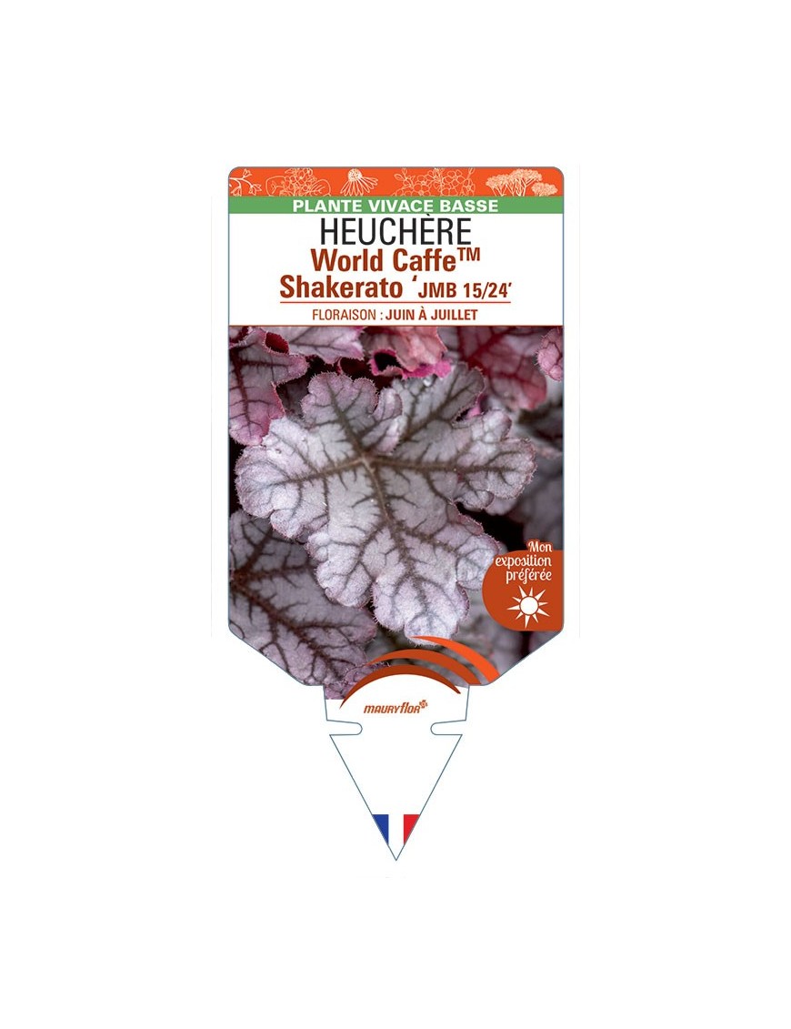 HEUCHERA World CaffeTM Shakerato JMB 15/24