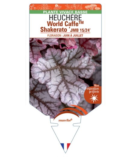 HEUCHERA World CaffeTM Shakerato JMB 15/24