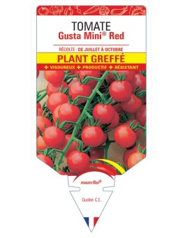 TOMATE GUSTA MINI® RED PLANT GREFFE