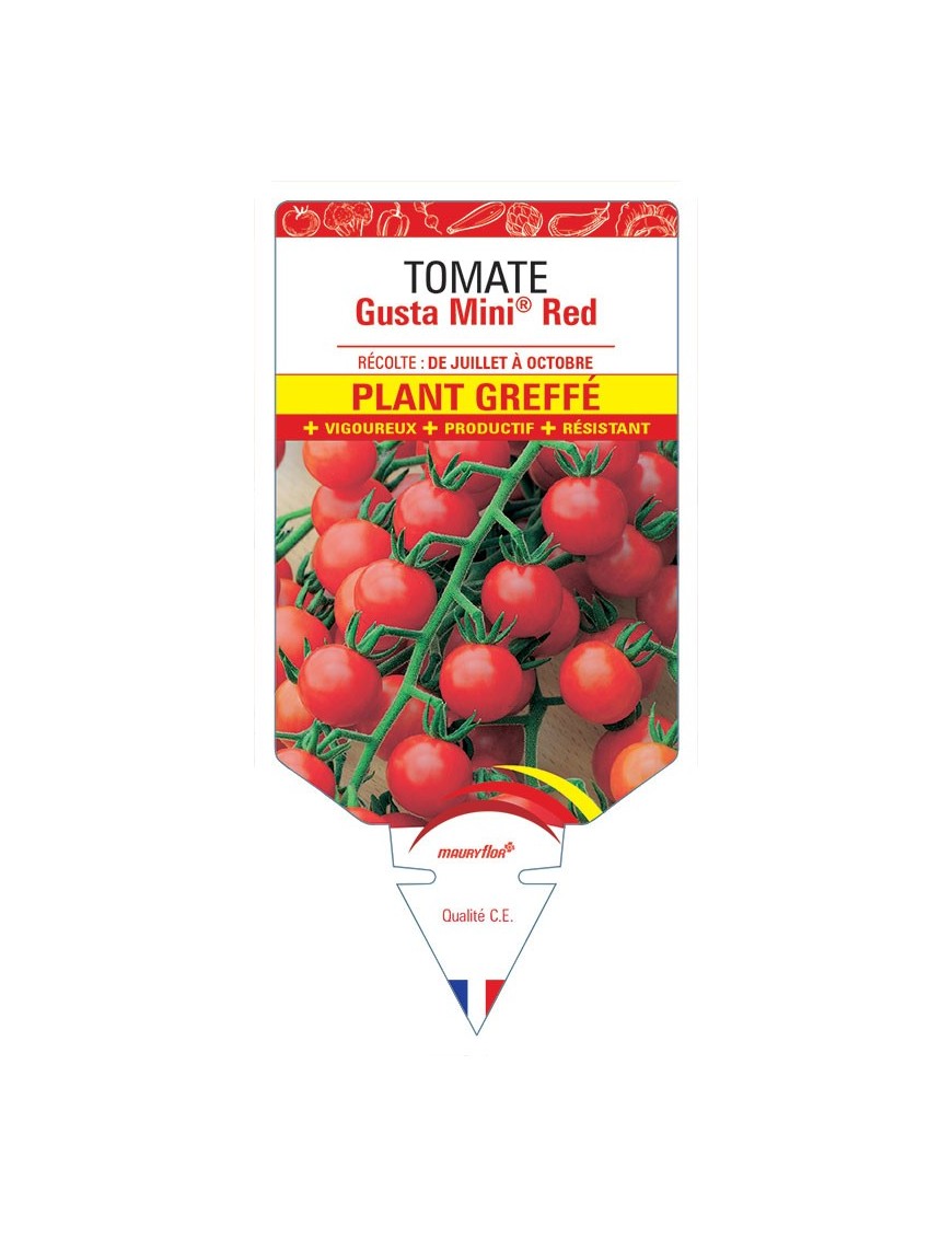 TOMATE GUSTA MINI® RED PLANT GREFFE