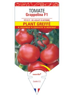 TOMATE GRAPPELINA F1 PLANT GREFFÉ
