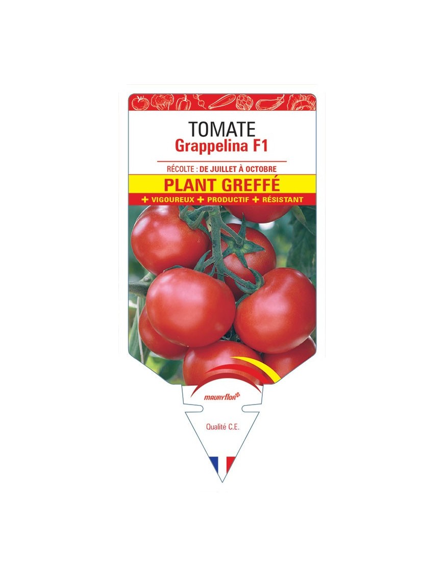 TOMATE GRAPPELINA F1 PLANT GREFFÉ