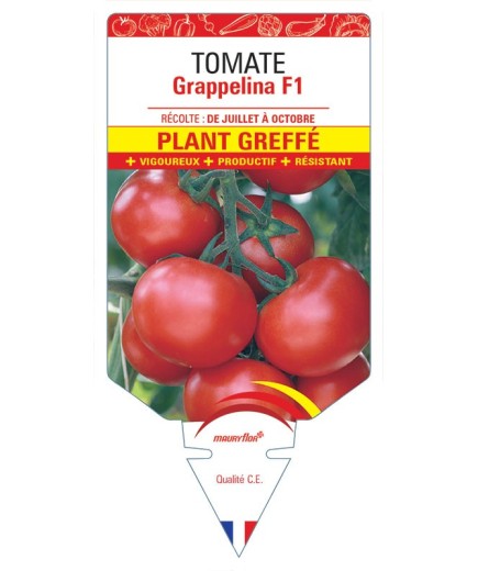 TOMATE GRAPPELINA F1 PLANT GREFFÉ
