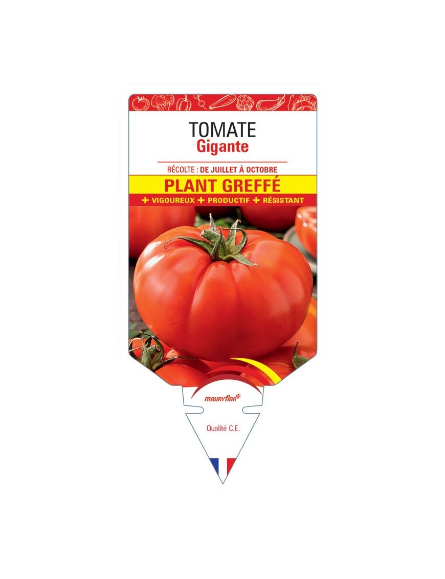 TOMATE GIGANTE PLANT GREFFE