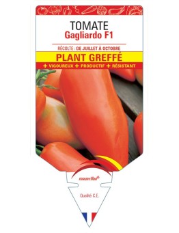 TOMATE GAGLIARDO F1 PLANT GREFFE