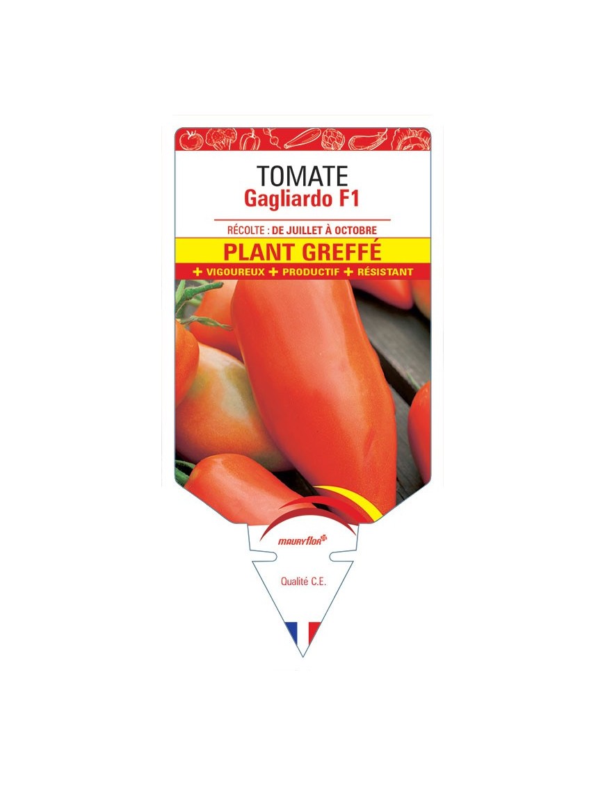 TOMATE GAGLIARDO F1 PLANT GREFFE