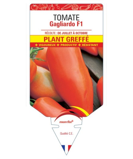 TOMATE GAGLIARDO F1 PLANT GREFFE