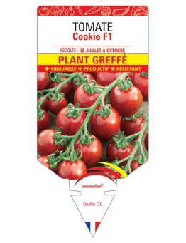 TOMATE COOKIE F1 PLANT GREFFE