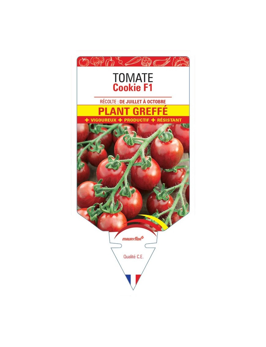 TOMATE COOKIE F1 PLANT GREFFE