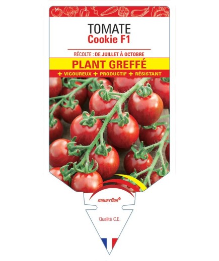 TOMATE COOKIE F1 PLANT GREFFE