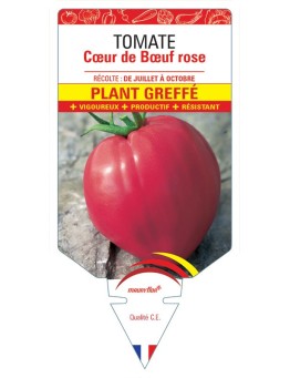 TOMATE CŒUR DE BŒUF ROSE PLANT GREFFE