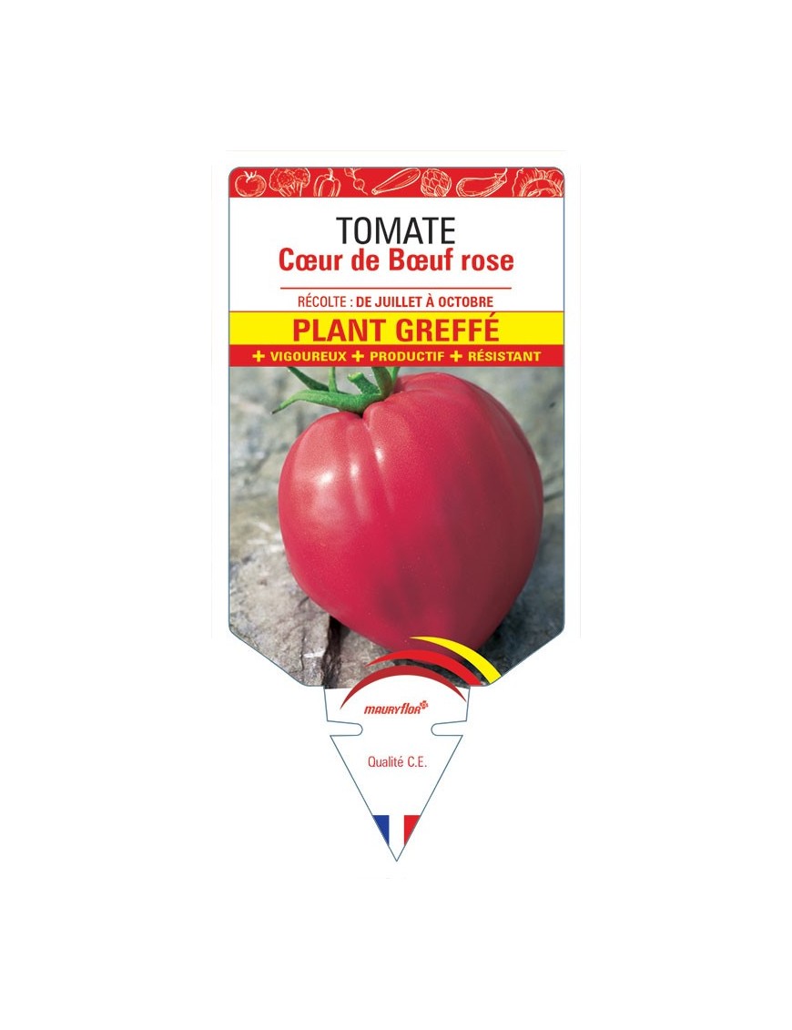 TOMATE CŒUR DE BŒUF ROSE PLANT GREFFE