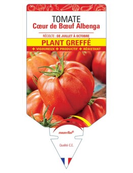 TOMATE CŒUR DE BŒUF ALBENGA PLANT GREFFE