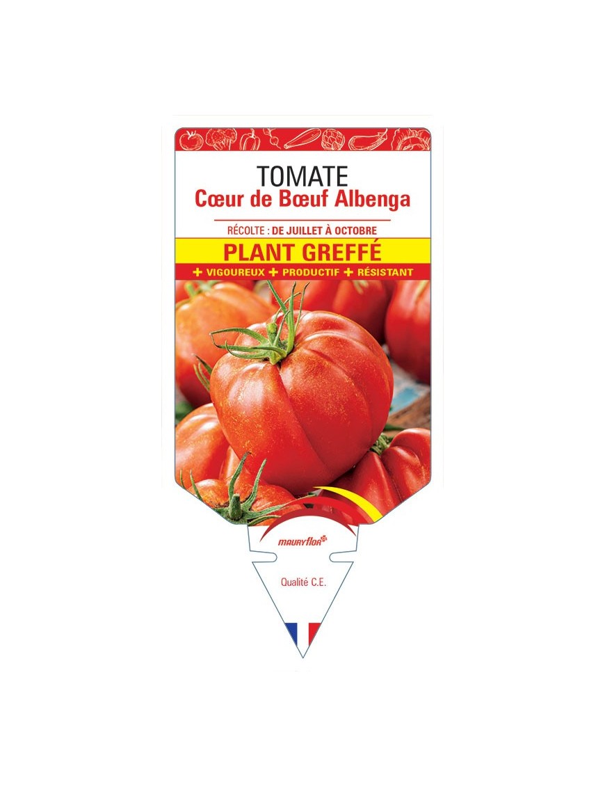TOMATE CŒUR DE BŒUF ALBENGA PLANT GREFFE
