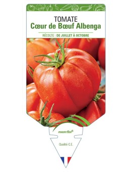 TOMATE CŒUR DE BŒUF ALBENGA