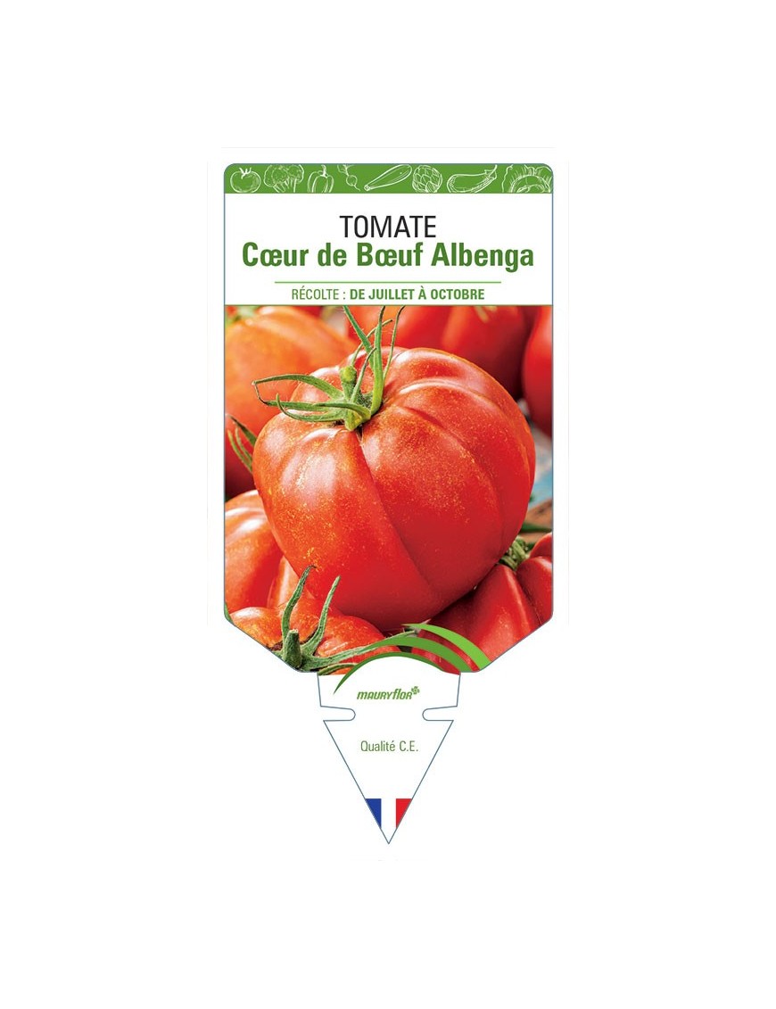TOMATE CŒUR DE BŒUF ALBENGA