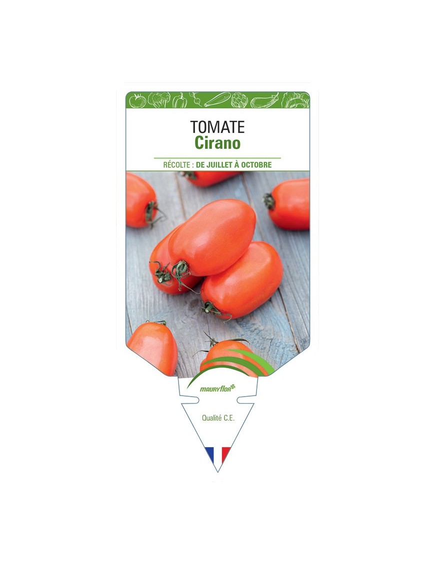 TOMATE CIRANO
