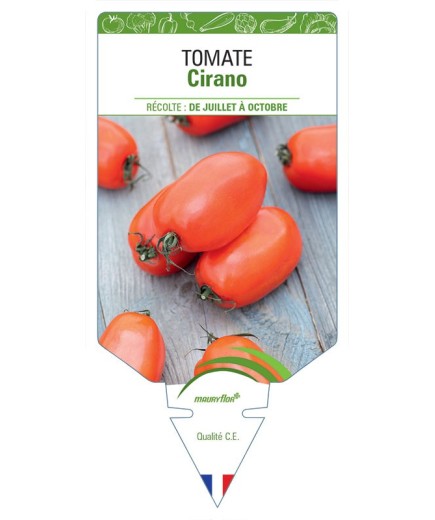 TOMATE CIRANO