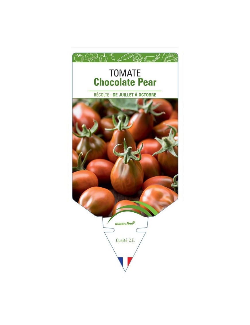 TOMATE CHOCOLATE PEAR