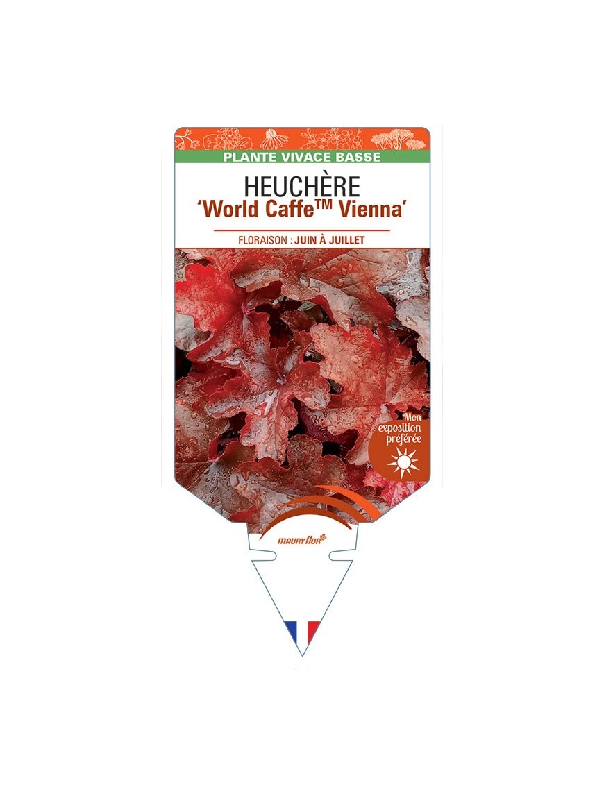 HEUCHERA World CaffeTM Vienna