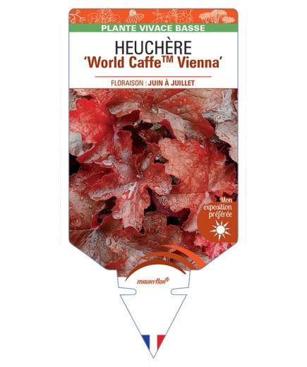 HEUCHERA World CaffeTM Vienna