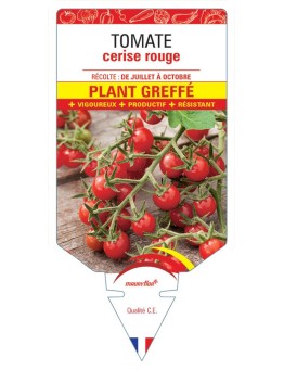 TOMATE CERISE rouge PLANT GREFFE