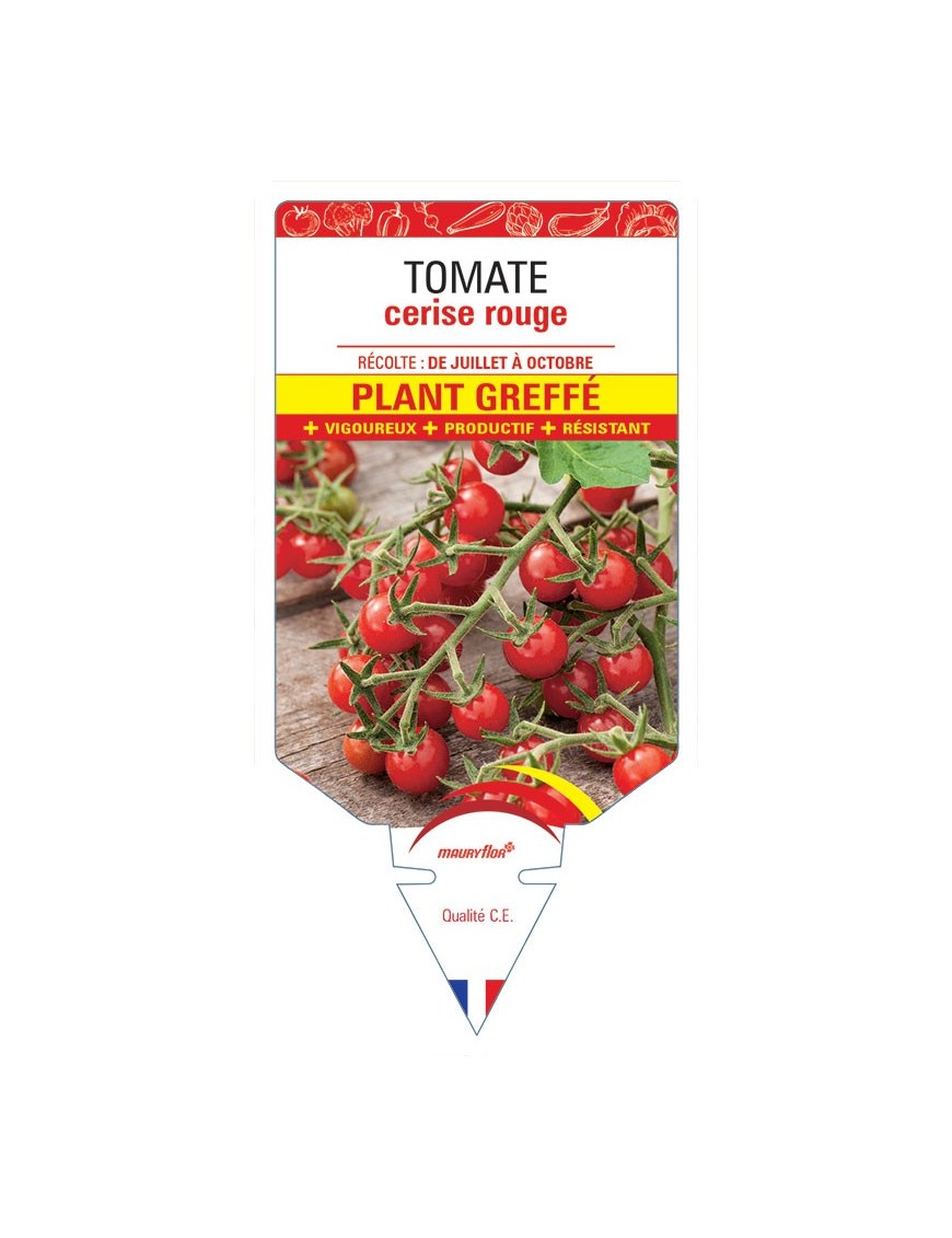 TOMATE CERISE rouge PLANT GREFFE