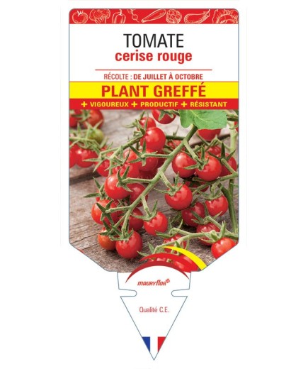 TOMATE CERISE rouge PLANT GREFFE