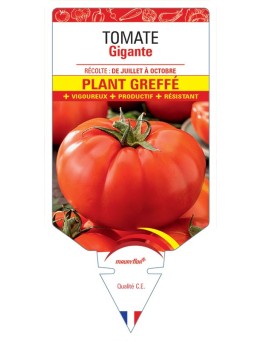 POIVRON TROFEO F1 PLANT GREFF