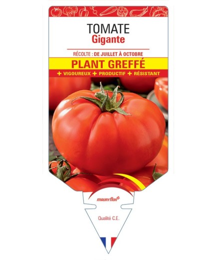 POIVRON TROFEO F1 PLANT GREFF