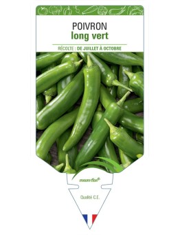 POIVRON LONG VERT