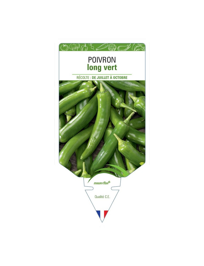 POIVRON LONG VERT