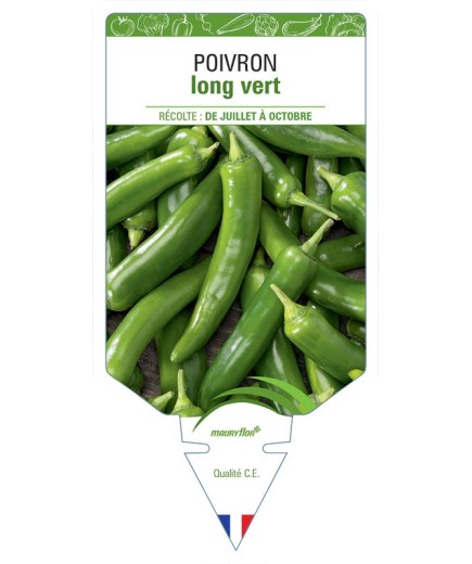 POIVRON LONG VERT