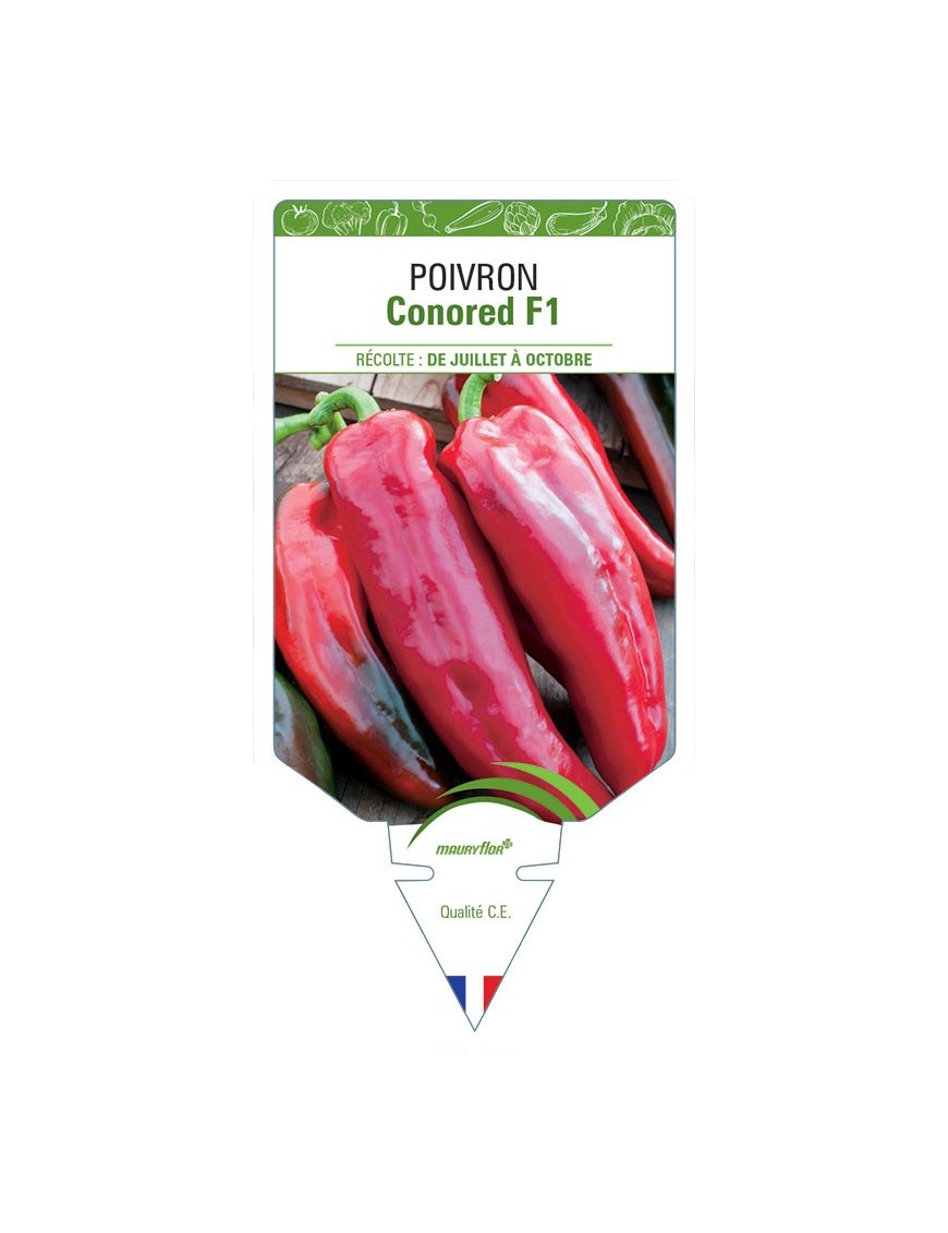 POIVRON CONORED F1