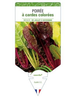 POIRÉE À CARDES COLOREES