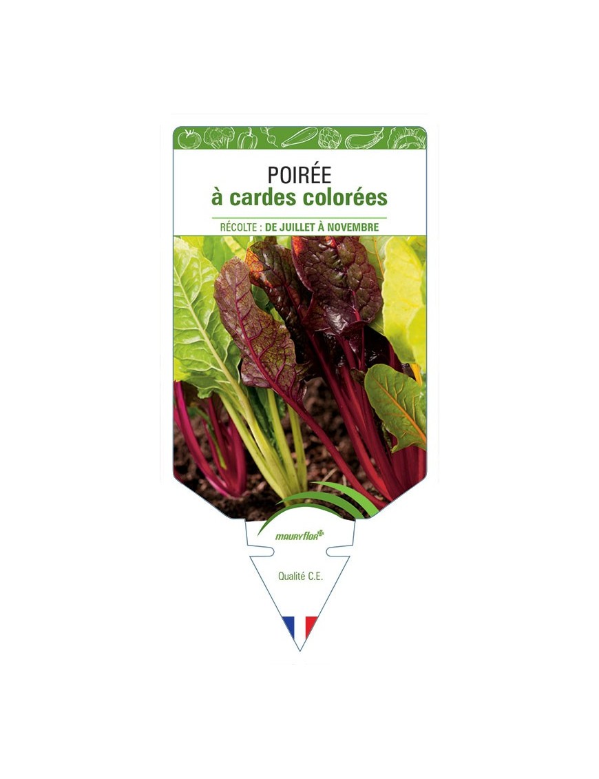 POIRÉE À CARDES COLOREES