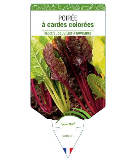 POIRÉE À CARDES COLOREES