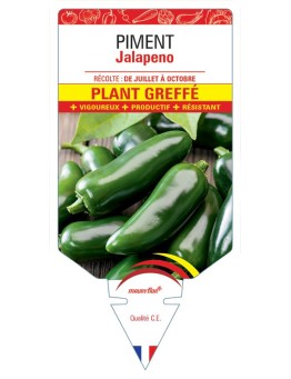 PIMENT JALAPENO PLANT GREFFE