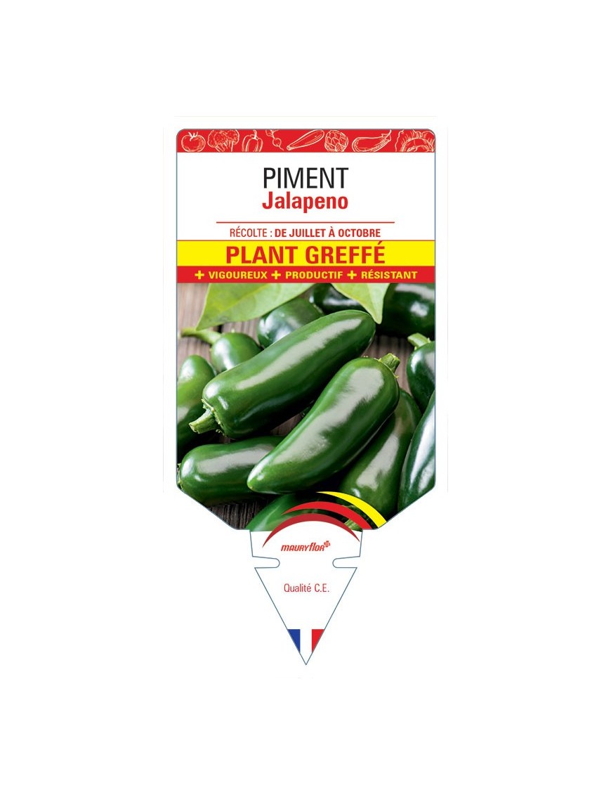 PIMENT JALAPENO PLANT GREFFE